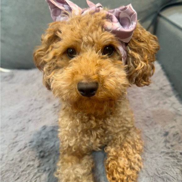 POPPY GAME - Picture 3 of 4